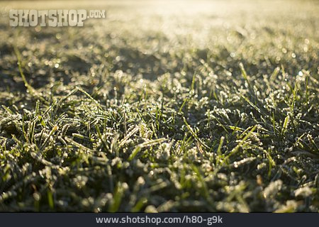 
                Gras, Frost, Morgenlicht                   