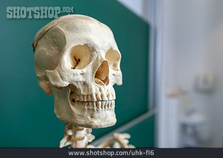 
                Schädel, Anatomie                   