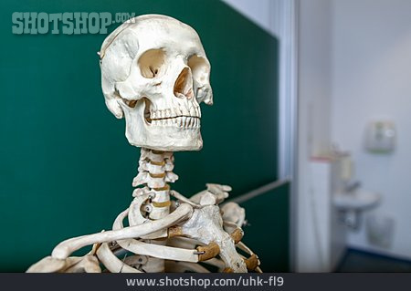 
                Schädel, Skelett, Anatomie                   