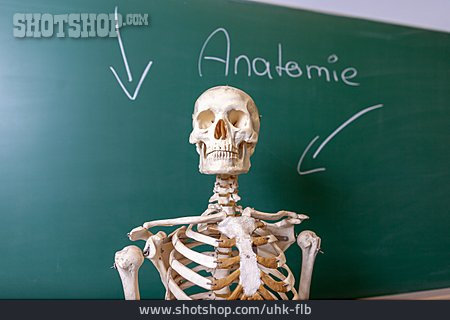 
                Wissenschaft, Skelett, Anatomie                   