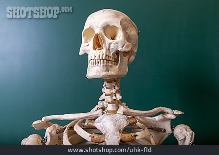 
                Skelett, Anatomie                   