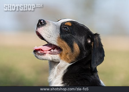 
                Welpe, Grosser Schweizer Sennenhund                   