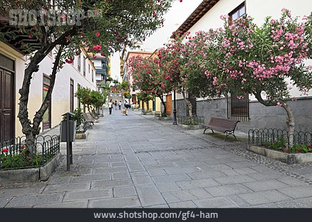 
                Fußgängerzone, Oleanderblüte, Puerto De La Cruz                   