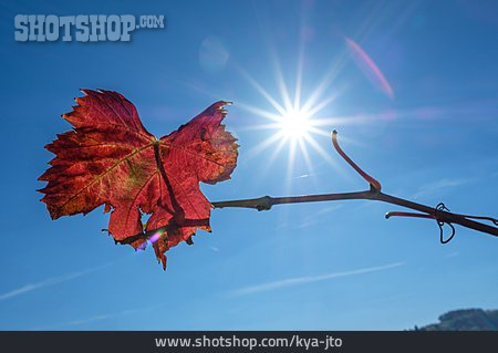 
                Sonnenstrahlen, Weinlaub, Herbstfärbung                   
