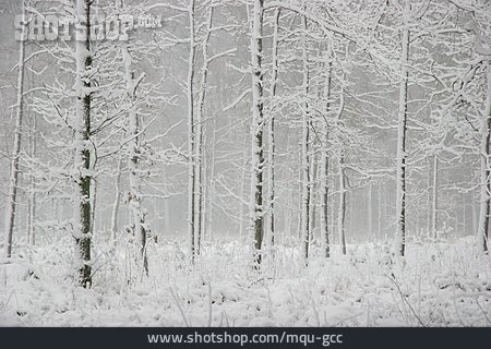 
                Schnee, Winterwald                   
