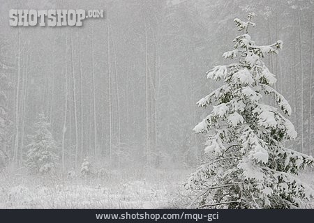 
                Winter, Schneien, Winterwald                   