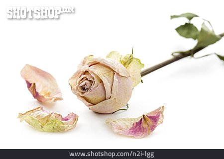 
                Rose, Blütenblätter, Getrocknet                   