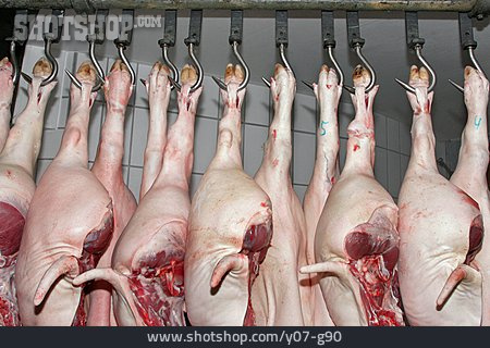 
                Fleischproduktion, Schlachthof, Schweinehälfte                   