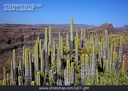 
                Kakteen, Gran Canaria                   