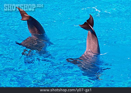 
                Delfin, Schwanzflosse                   