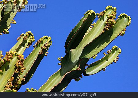
                Kaktus, Wolfsmilch                   