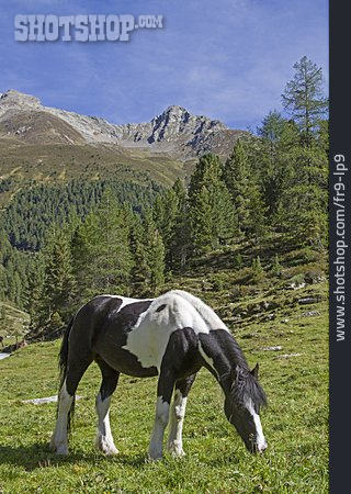 
                Pferd, Grasen, ötztaler Alpen                   