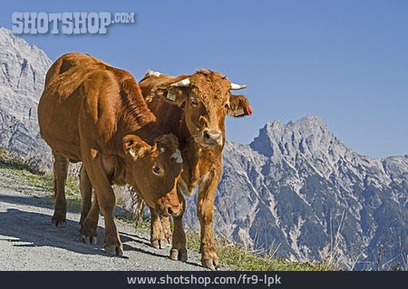 
                Kühe, Loferer Steinberge                   