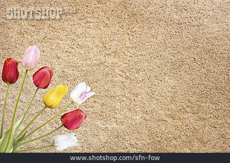 
                Tulips Bouquet, House Wall                   