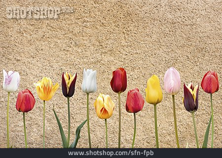 
                Frühling, Tulpen, Tulpenblüte                   