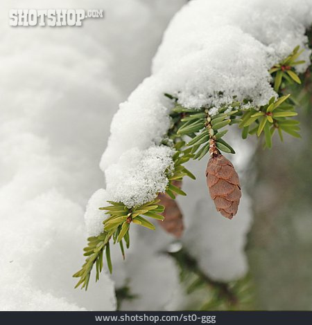 
                Nadelbaum, Schnee, Zapfen                   