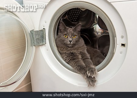 
                Katze, Waschmaschine                   
