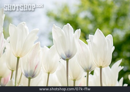 
                Weiß, Tulpen                   