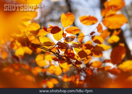
                Herbstlich, Blattwerk, Goldener Herbst                   