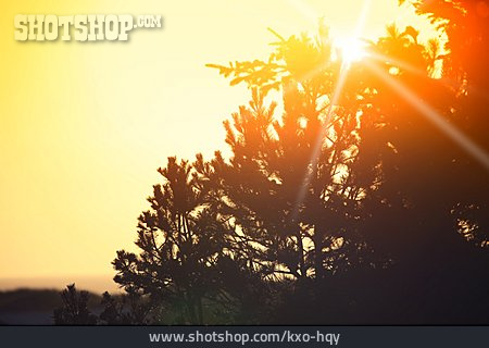 
                Sonnenuntergang, Nadelbaum                   