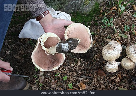 
                Ernten, Riesen-champignon                   