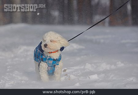 
                Hund, Winterspaziergang, Schneewehen                   