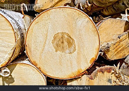 
                Holz, Baumstamm, Zitterpappel                   