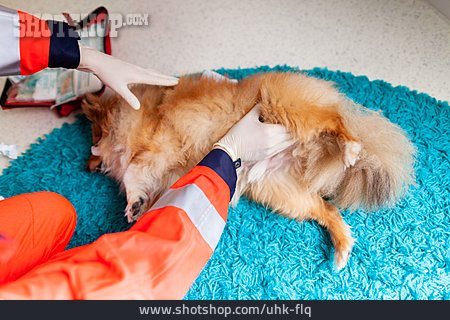 
                Hund, Untersuchen, Tierarzt                   