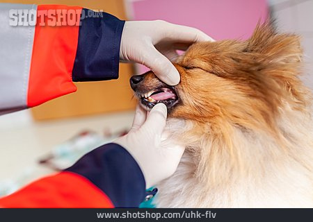 
                Hund, Erste Hilfe, Untersuchen, Tierarzt                   