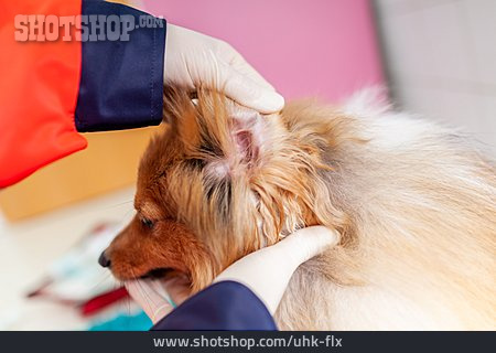 
                Hund, Untersuchen, Tierarzt                   
