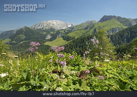
                Alpenflora, Berchtesgadener Alpen                   