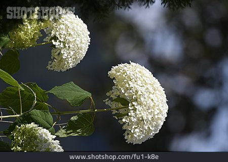 
                Hortensie, Hortensienblüte, Wald-hortensie                   