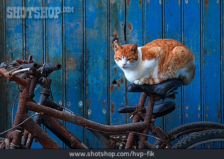 
                Katze, Fahrradsattel                   