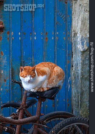 
                Katze, Dösen, Fahrradsattel                   