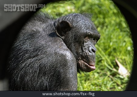 
                Gorilla                   