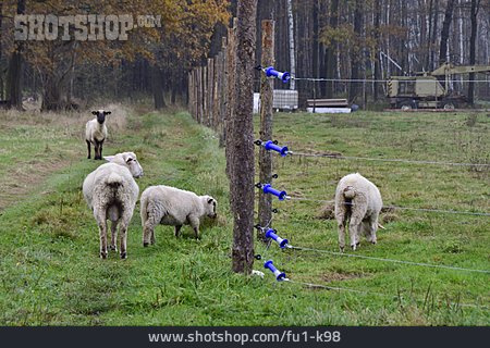 
                Schafe, Ausgebrochen                   