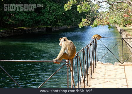 
                Affen, Sri Lanka                   