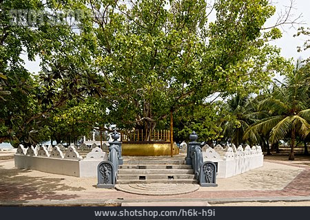 
                Dambakola Patuna Sangamitta Temple, Buddhabaum                   
