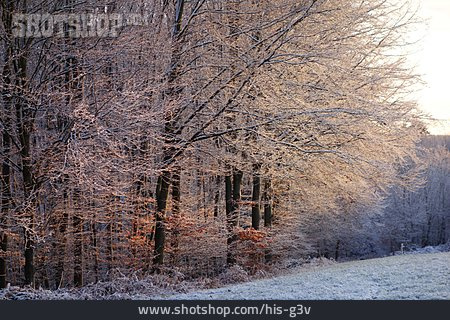 
                Wald, Winter, Lichtung                   