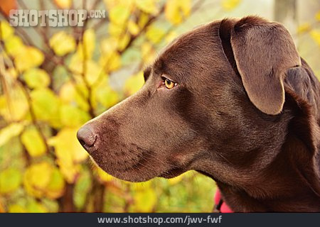 
                Labrador, Hundeportrait                   