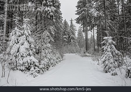 
                Wald, Winter, Schnee                   
