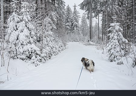 
                Hund, Gassi Gehen, Winterwald                   