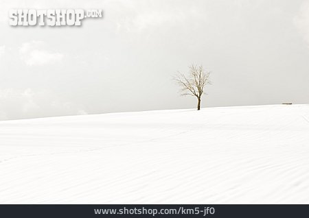 
                Baum, Winter, Winterlandschaft, Schnee                   