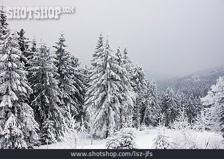 
                Winter, Thüringer Wald                   