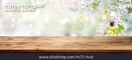
                Hummel, Kirschblüte, Holztisch                   