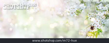 
                Hummel, Kirschblüte                   