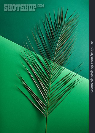 
                Grün, Palmblatt                   