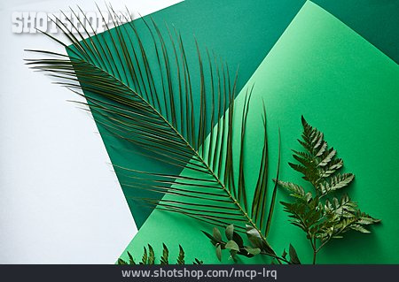 
                Palm Leaf, Fern, Sheets Of Paper                   