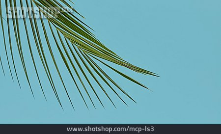
                Palm Leaf                   