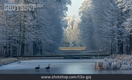 
                See, Winter, Trauerschwan                   